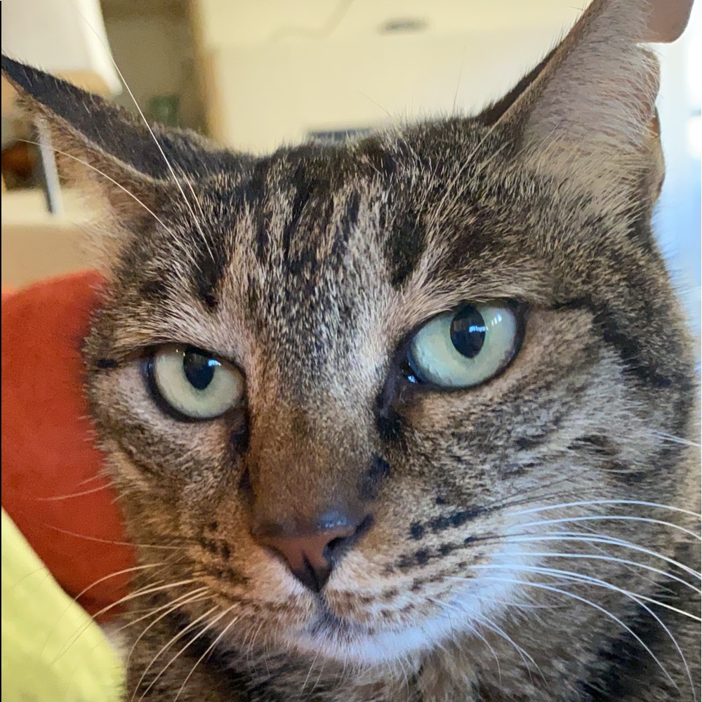 Meet your Posher, Ayesha